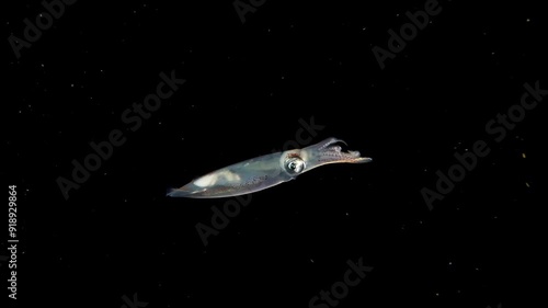 Single Inshore Squid (Doryteuthis sp.) swimming in the blackwater photo