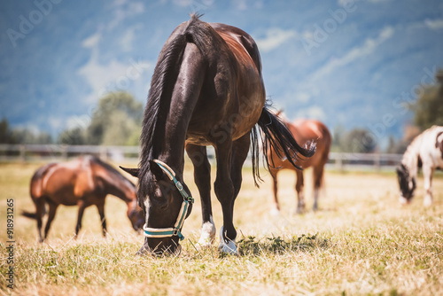 Grasendes Pferd photo