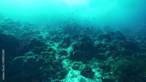 Wallpaper Mural Exotic fishes swim near stones covered with seaweed Torontodigital.ca