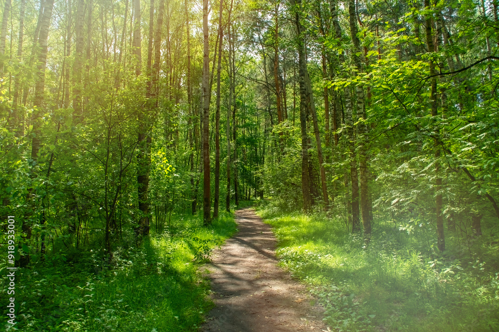 A narrow, well-trodden path in a wild forest. Place for hiking. Empty background on the theme of holidays and weekends in nature. A narrow, well-trodden path in a wild forest. Place for hiking. Empty background on the theme of holidays and weekends in nature.