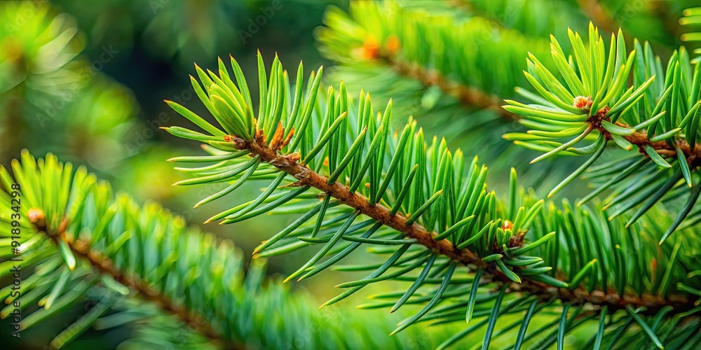 Close up of pine tree branches with green needles, evergreen, coniferous, nature, forest, foliage, texture, plant Close up of pine tree branches with green needles, evergreen, coniferous, nature, forest, foliage, texture, plant