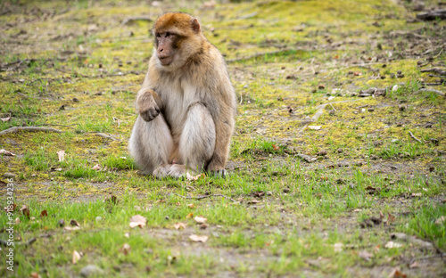 The Affenberg Salem, Monkey Animal Protection park in Salem, Baden-Württemberg, Germany