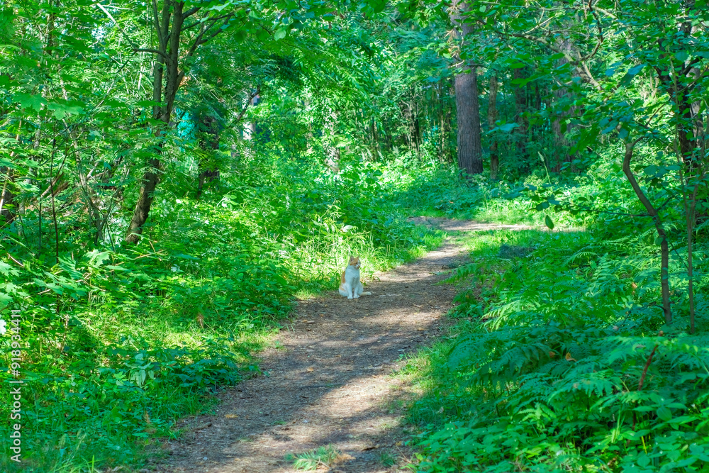 A red cat sits alone in the summer forest. A pet is walking along a path in the forest. A red cat sits alone in the summer forest. A pet is walking along a path in the forest.