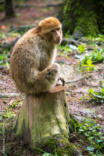 The Affenberg Salem, Monkey Animal Protection park in Salem, Baden-Württemberg, Germany