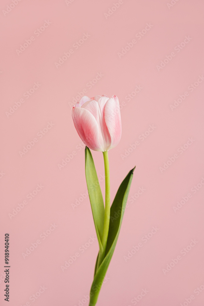 Elegant close-up of a pink tulip, showcasing delicate petals and subtle green leaves against pastel pink backdrop. The soft pastel tones and minimalist floral composition Elegant close-up of a pink tulip, showcasing delicate petals and subtle green leaves against pastel pink backdrop. The soft pastel tones and minimalist floral composition