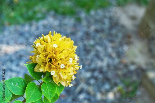 A bunch of yellow bougainvillea flowers bloom