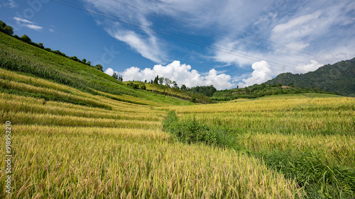 Landscape with green and yellow rice terraced fields and cloudy sky near Sapa in northern Vietnam 