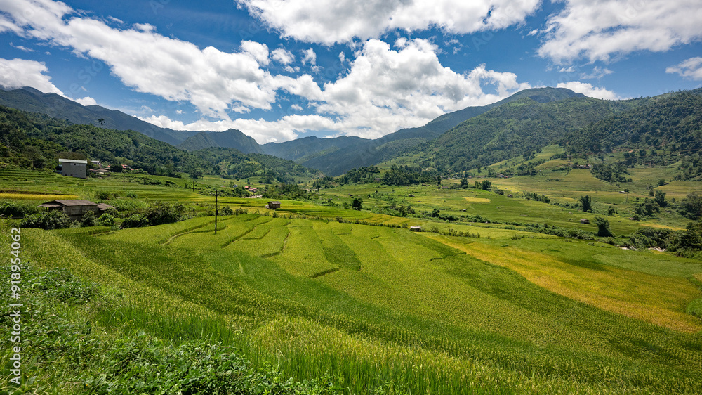 Fototapeta premium Landscape with green and yellow rice terraced fields and cloudy sky near Sapa in northern Vietnam