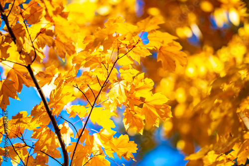 Foliage in the park. Autumn fall leaves of maple trees. Autumn fall leaves in sunlight. Natural autumn background. Autumnal background. Foliage, falling leaves background. Autumn leaf.