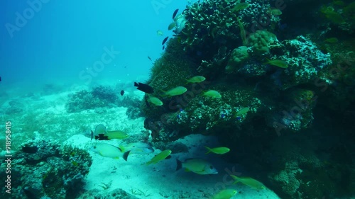 Diverse school of colorful fish varying in size swirls around rock
