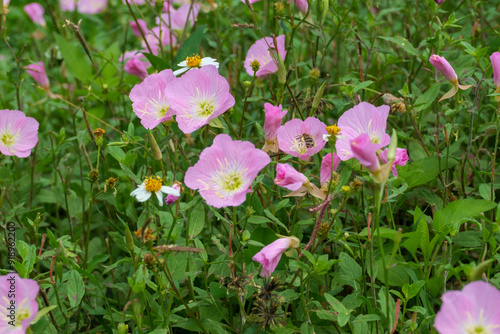 沖縄に咲くピンクのヒルザキツキミソウ, 月見草