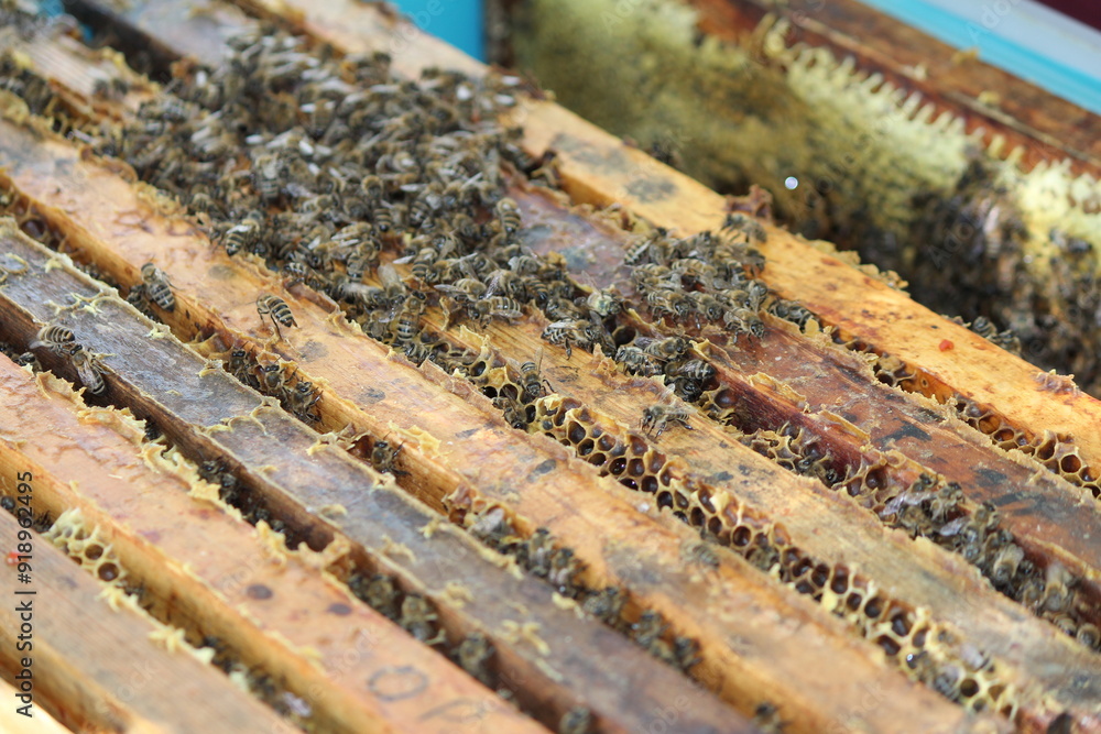 beautiful photos of honeycombs with honey and bees beautiful photos of honeycombs with honey and bees