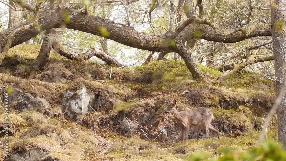 Deer walks into woodland scene and the begins preening itself, static wide shot Deer walks into woodland scene and the begins preening itself, static wide shot