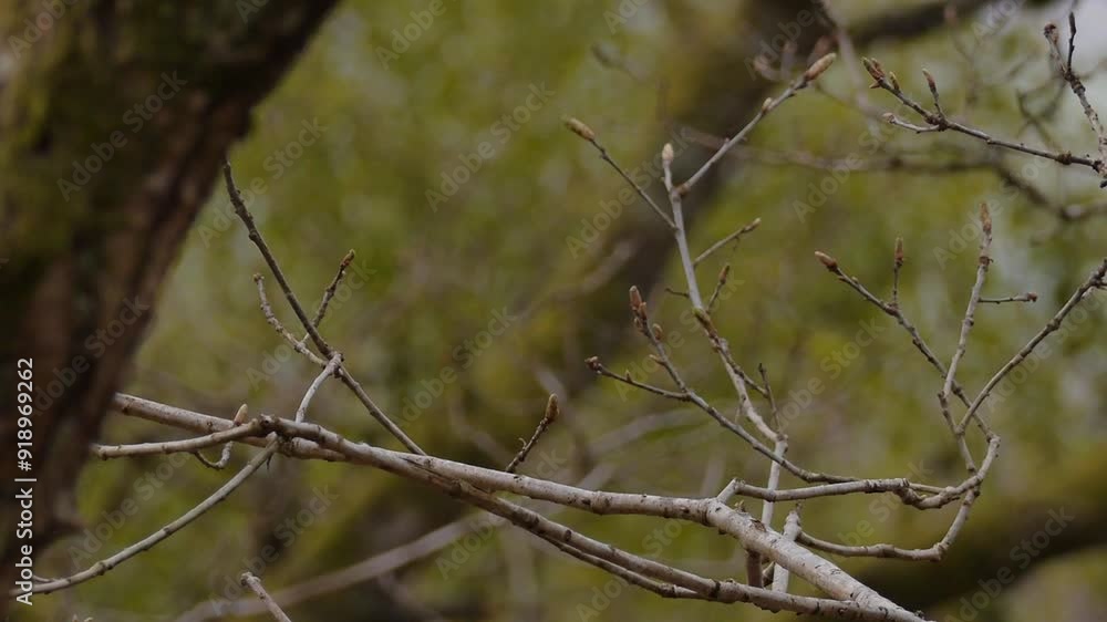 Songbird (bluetit) perched on twig with grass and nest material in beak, out of focus tree in foreground, looks around, hops up branch and then flies out of frame, static mid shot Songbird (bluetit) perched on twig with grass and nest material in beak, out of focus tree in foreground, looks around, hops up branch and then flies out of frame, static mid shot