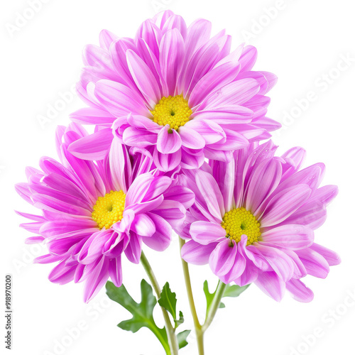 Isolated Chrysanthemum Flowers in Pink with Yellow Center.