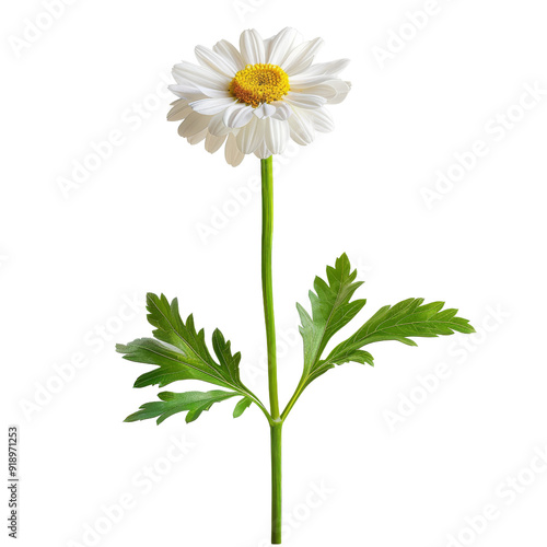Isolated White Daisy Flower with Green Stem Without Background