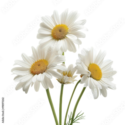 Isolated White Daisy Flowers with Yellow Centers and Green Stems.