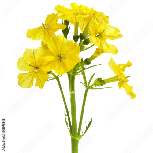 Isolated Yellow Mustard Flower Bouquet without Background.