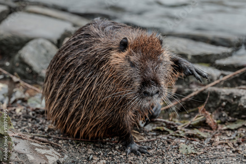 A close-up of a nutria on the bank of the Vltava River in Prague photo