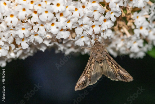 A lovely moth is delicately feeding on the sweetly fragrant white blossoms found within a serene and peaceful garden photo