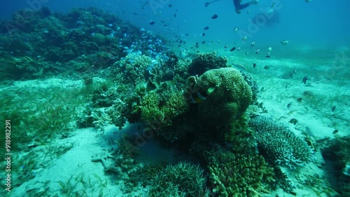 Wallpaper Mural Diverse school of striped fish varying in sizes swirls around reef Torontodigital.ca