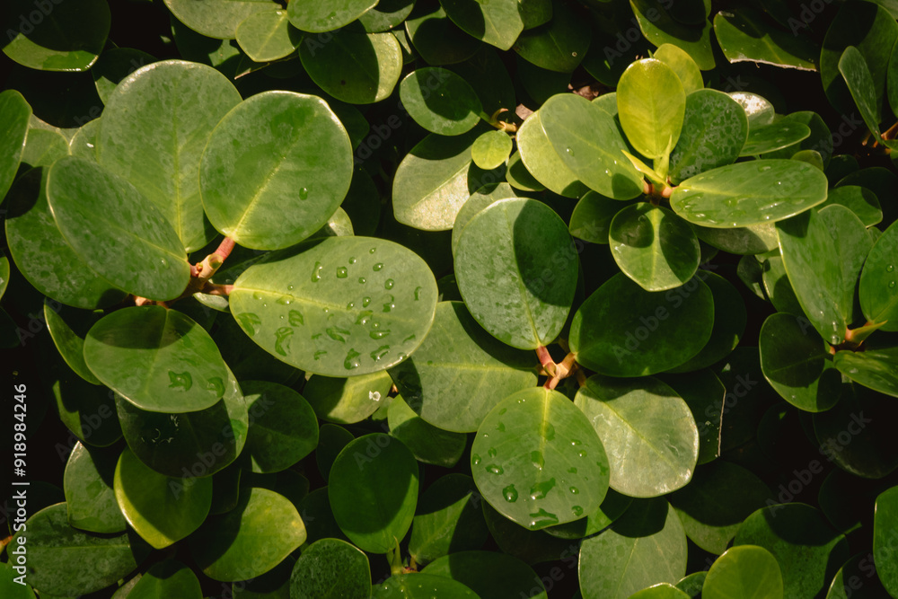 Close up of ornamental plants leaves. Dew on leaves. Beautiful green leaf of ornamental plant Close up of ornamental plants leaves. Dew on leaves. Beautiful green leaf of ornamental plant