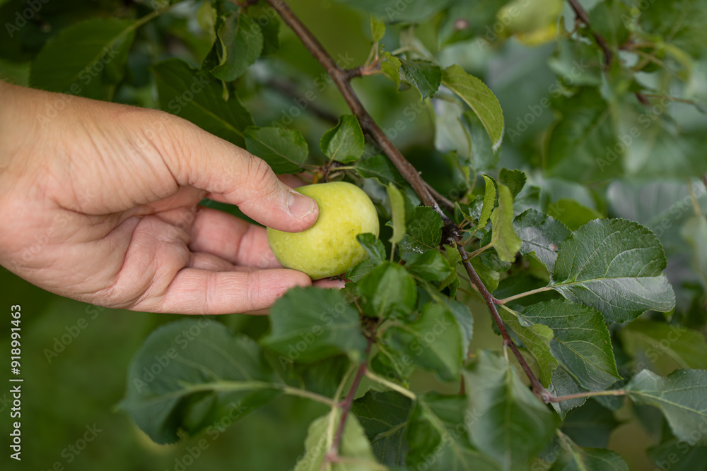 apple harvest, a farmer's hand picks apples from the branches of an apple tree, green apples apple harvest, a farmer's hand picks apples from the branches of an apple tree, green apples