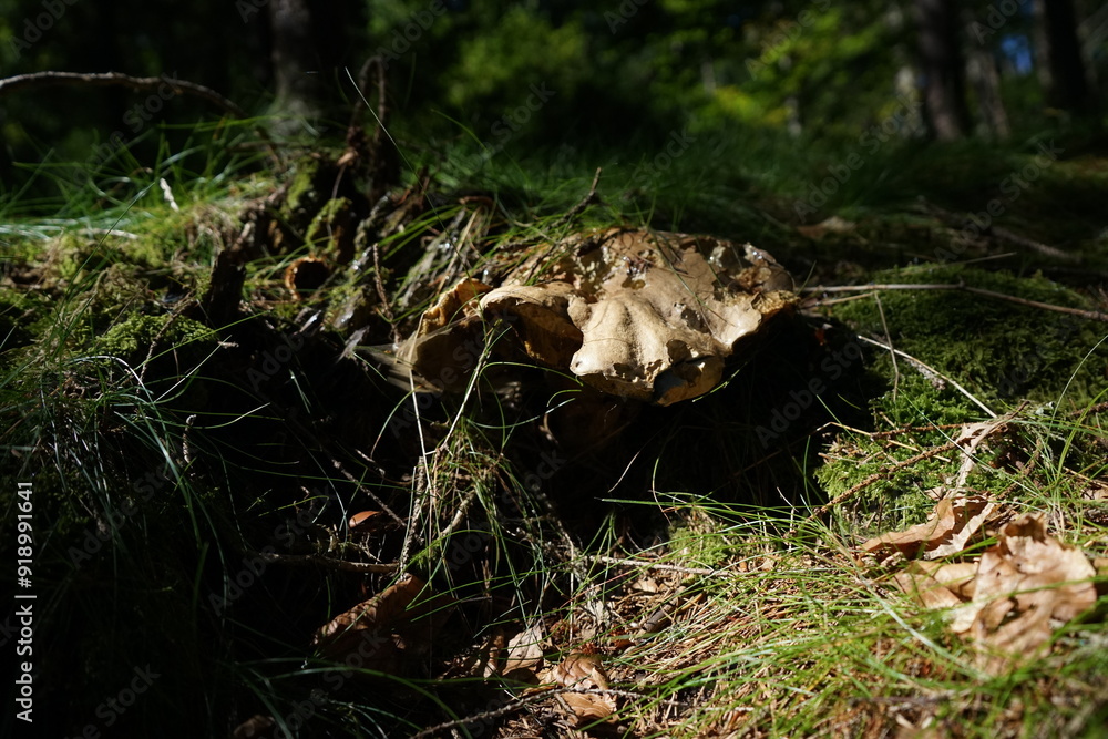 Obraz premium Forest Mushroom Details