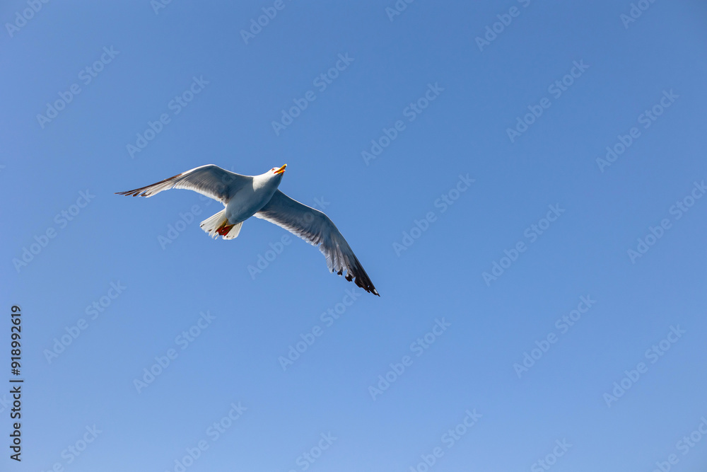 Obraz premium Seagull gull flying, Blue sky. Overcoming adversity