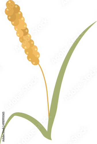 Millet ears cereal agriculture illustration