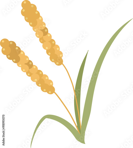Millet ears cereal agriculture illustration