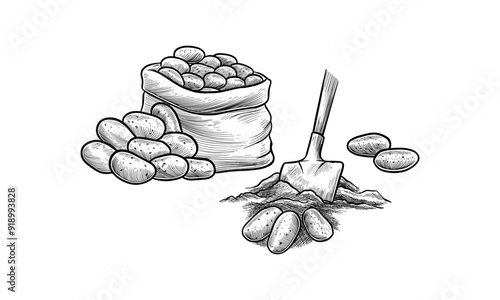 Potato sketch, planting or harvesting potatoes, hand drawn vector illustration. Potato in sack bag for farming and seedling with spade in soil