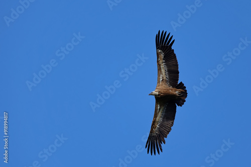 vautour fauve - gyps fulvus  photo