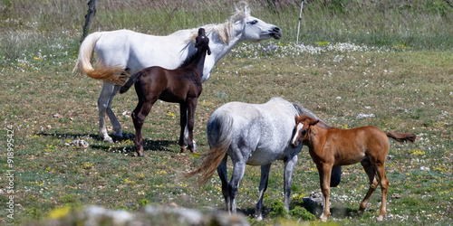 Juments et poulains photo