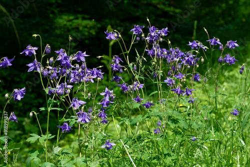 ancolie commune - Aquilegia vulgaris