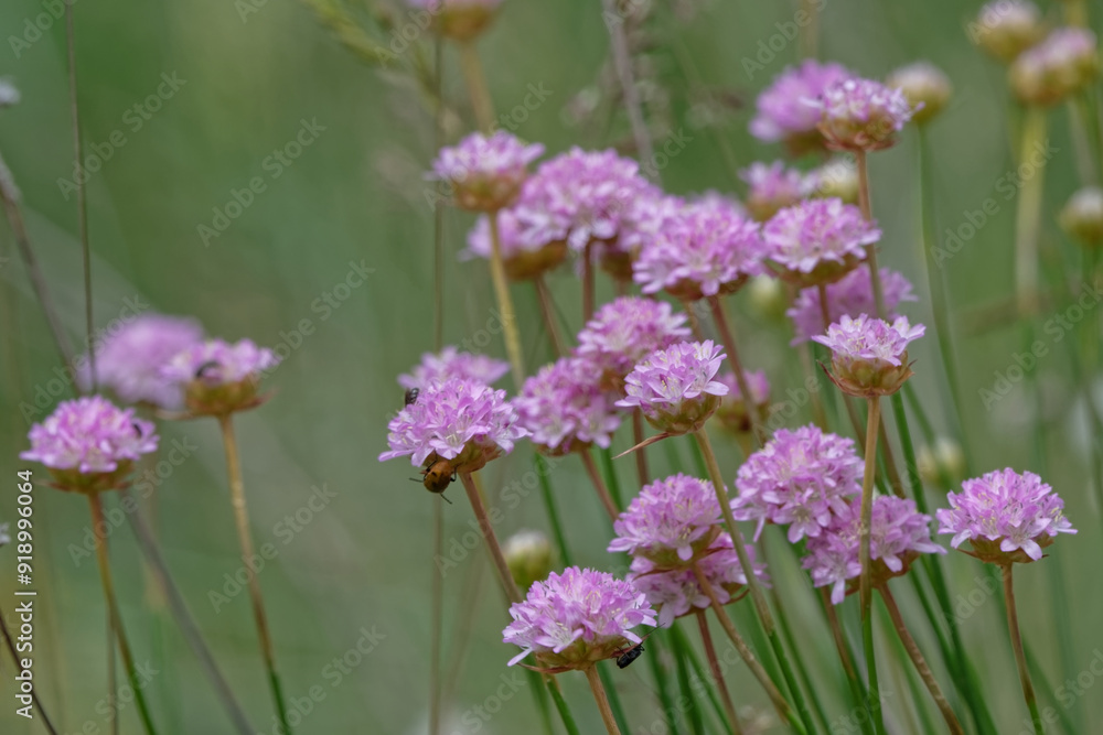 Fototapeta premium Armérie maritime - Armeria maritima