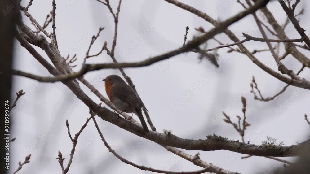 Robin sings in windy conditions from tree branch, static mid shot Robin sings in windy conditions from tree branch, static mid shot