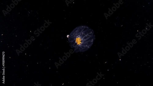 Cyclosalpa Salp mothership budding three salp rings. The mother salp can be seen opening and closing it's mouth photo