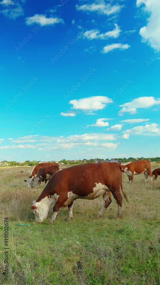 A peaceful rural scene with cows grazing in a green meadow under a blue sky A peaceful rural scene with cows grazing in a green meadow under a blue sky