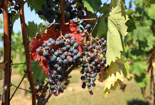 Refosco Dal Peduncolo Rosso grapes ripening on vine. It's a native plant from the north east italian regions. photo