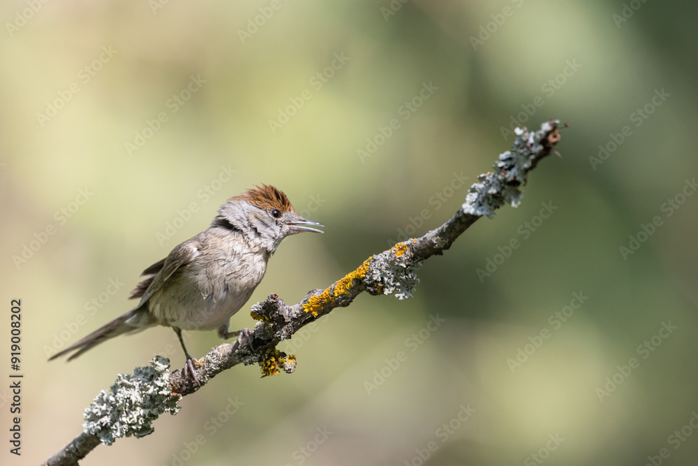Obraz premium Bird - female Blackcap Sylvia atricapilla spring time, Poland Europe