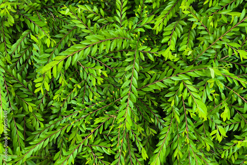 Vibrant green tapestry of grass, fern, and leaf textures