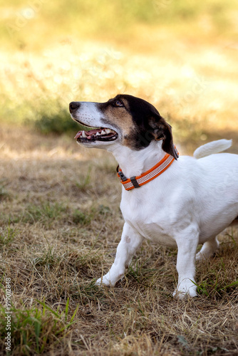 Close-up portrait of dog jack russell terrier