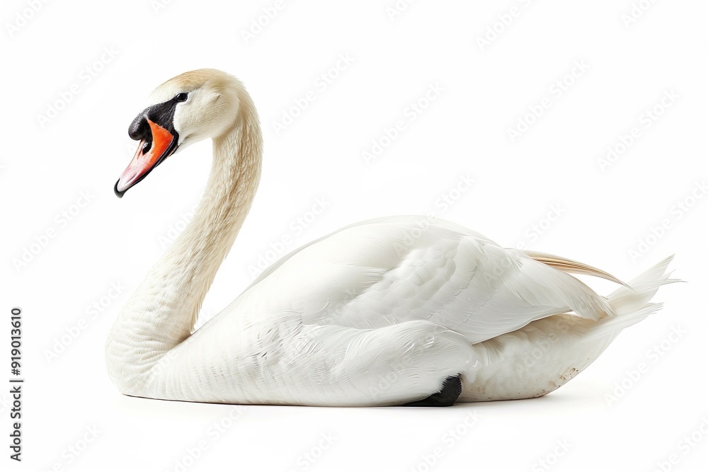 Swan isolated on a white background Swan isolated on a white background