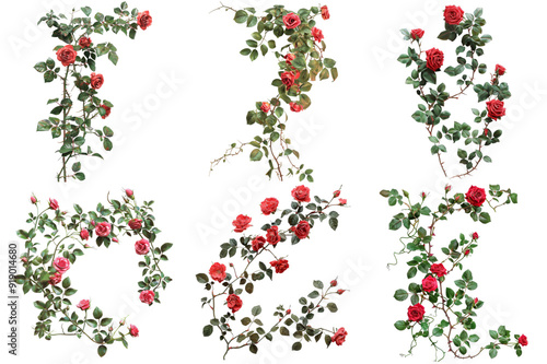 A collage of six images featuring red roses and their vines against a white background