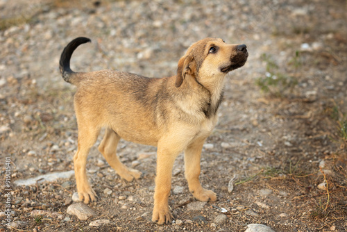 Photos Red brown mutt puppy street dog standing outdoors