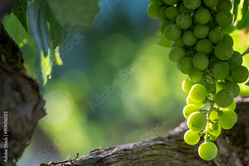 A close-up view of green grapes clustered on a vine branch, highlighting the details of each grape and the textured vine, creating a vivid and vibrant depiction of vineyard produce in Penedes Spain photo