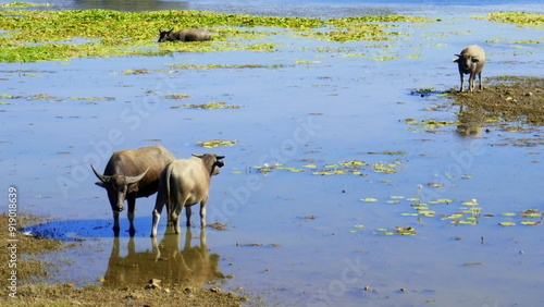 mehrere Wasserbüffel stehen am See in Timor in Indonesien in der heißen Sonne im Wasser photo