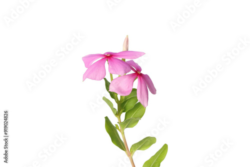 close up of catharanthus roseus flower isolated on white background photo