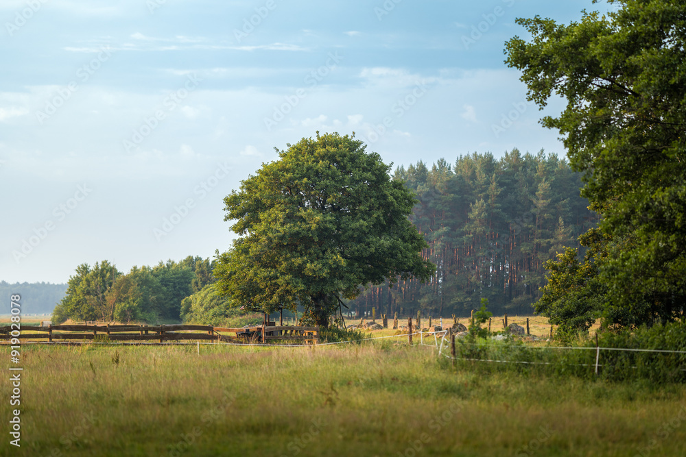 Rural landscape with a beautiful isolated tree against the background of a pine forest. Wooden fence and meadow.
